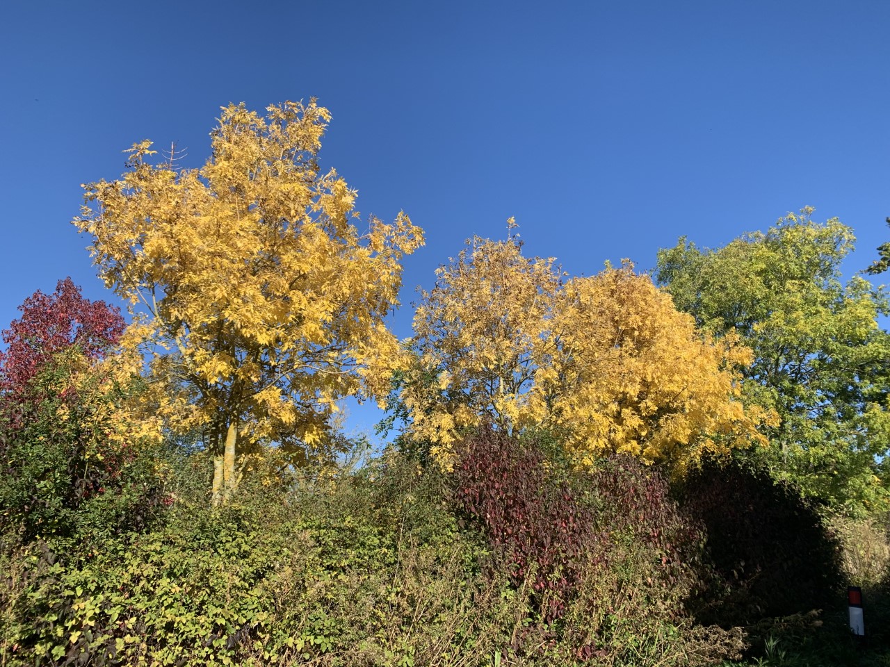 Autumn Trees.jpg
