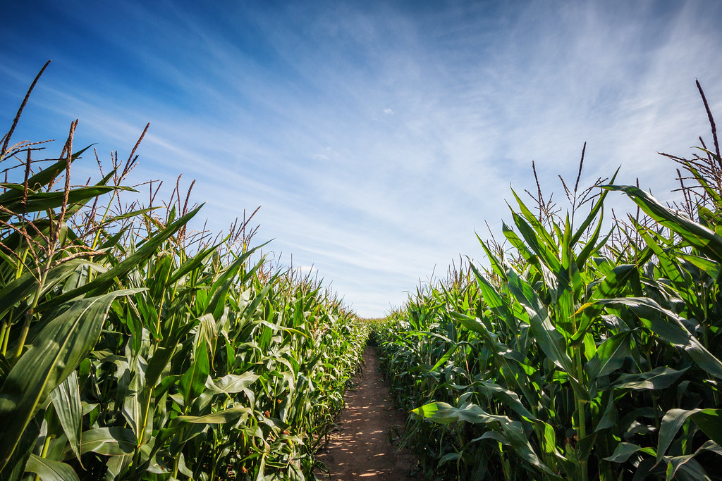 Maize maze.jpg