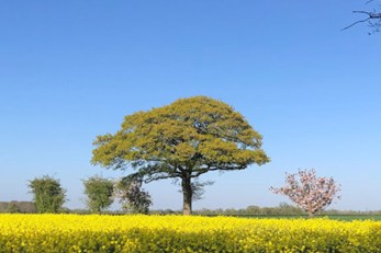 rape-field-in-spring.1024x683-576x576.jpg